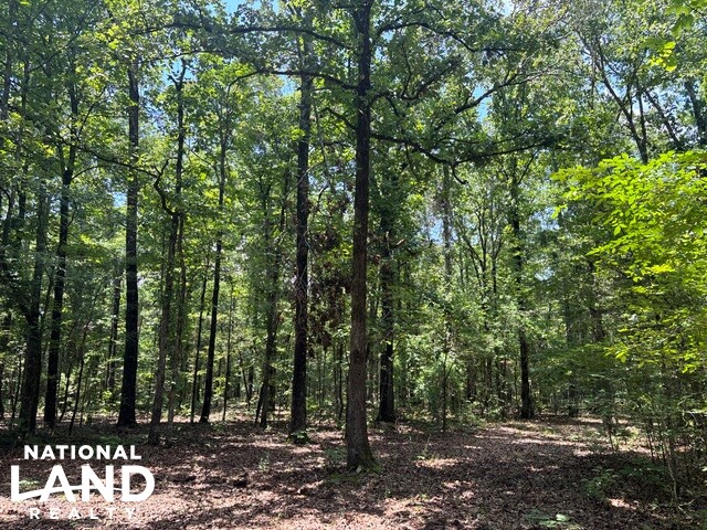 Prime Homesite & Hunting Land in Oktibbeha County, MS (16 of 21)