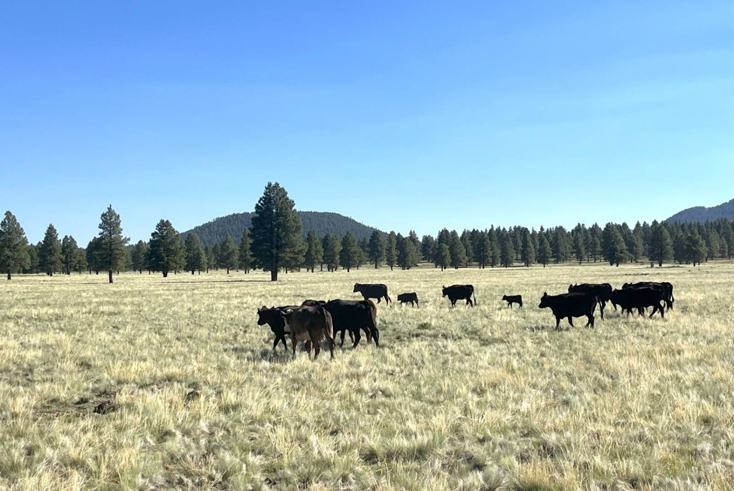 Land for Sale in Yavapai County, AZ (4 of 72)