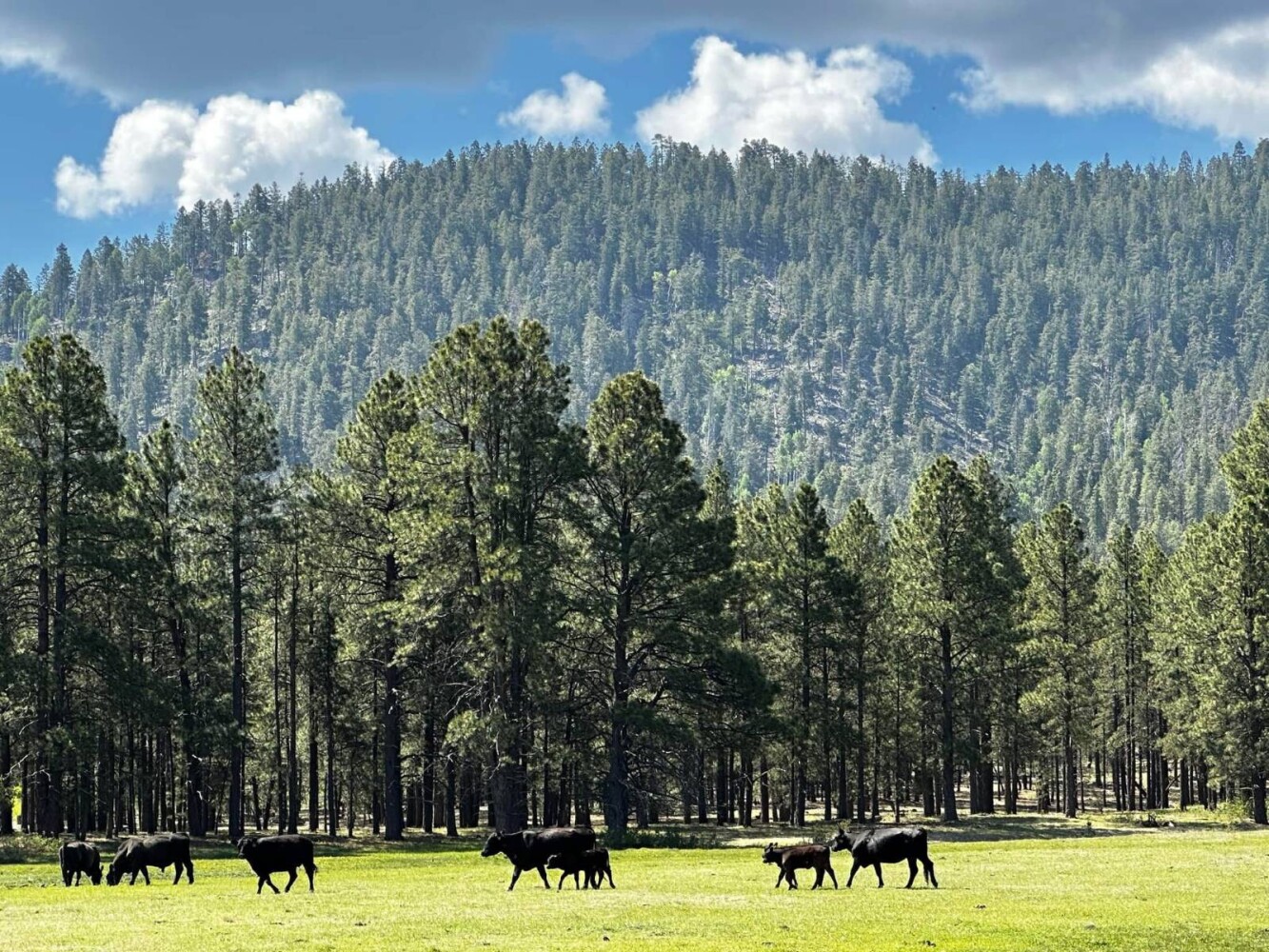 Land for Sale in Yavapai County, AZ (8 of 72)