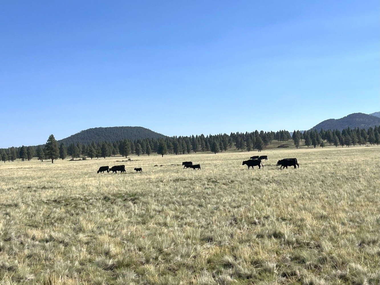 Land for Sale in Yavapai County, AZ (16 of 72)