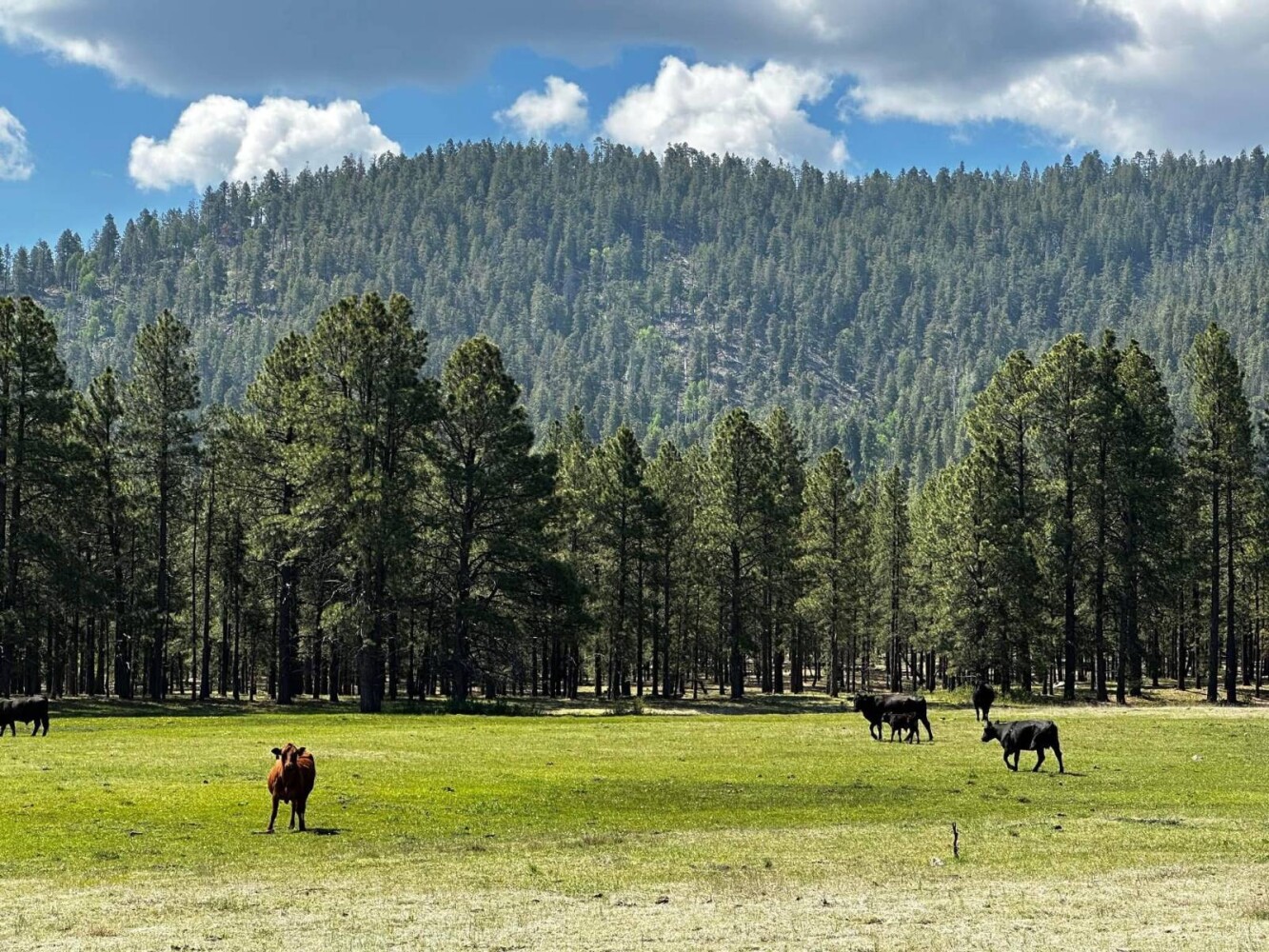 Land for Sale in Yavapai County, AZ (26 of 72)