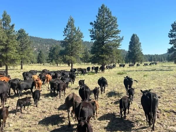 Land for Sale in Yavapai County, AZ (30 of 72)