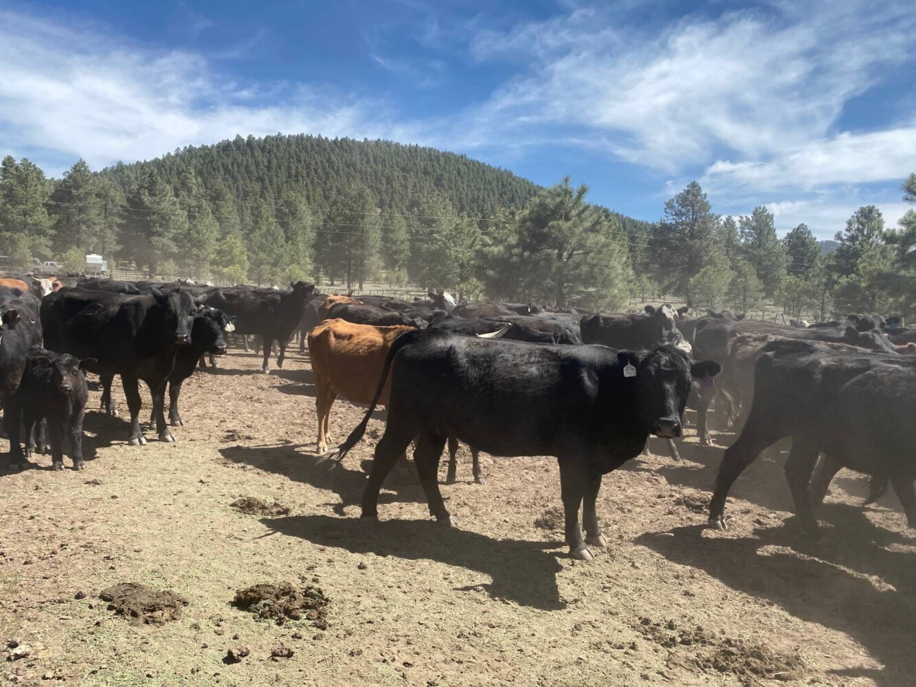 Land for Sale in Yavapai County, AZ (34 of 72)