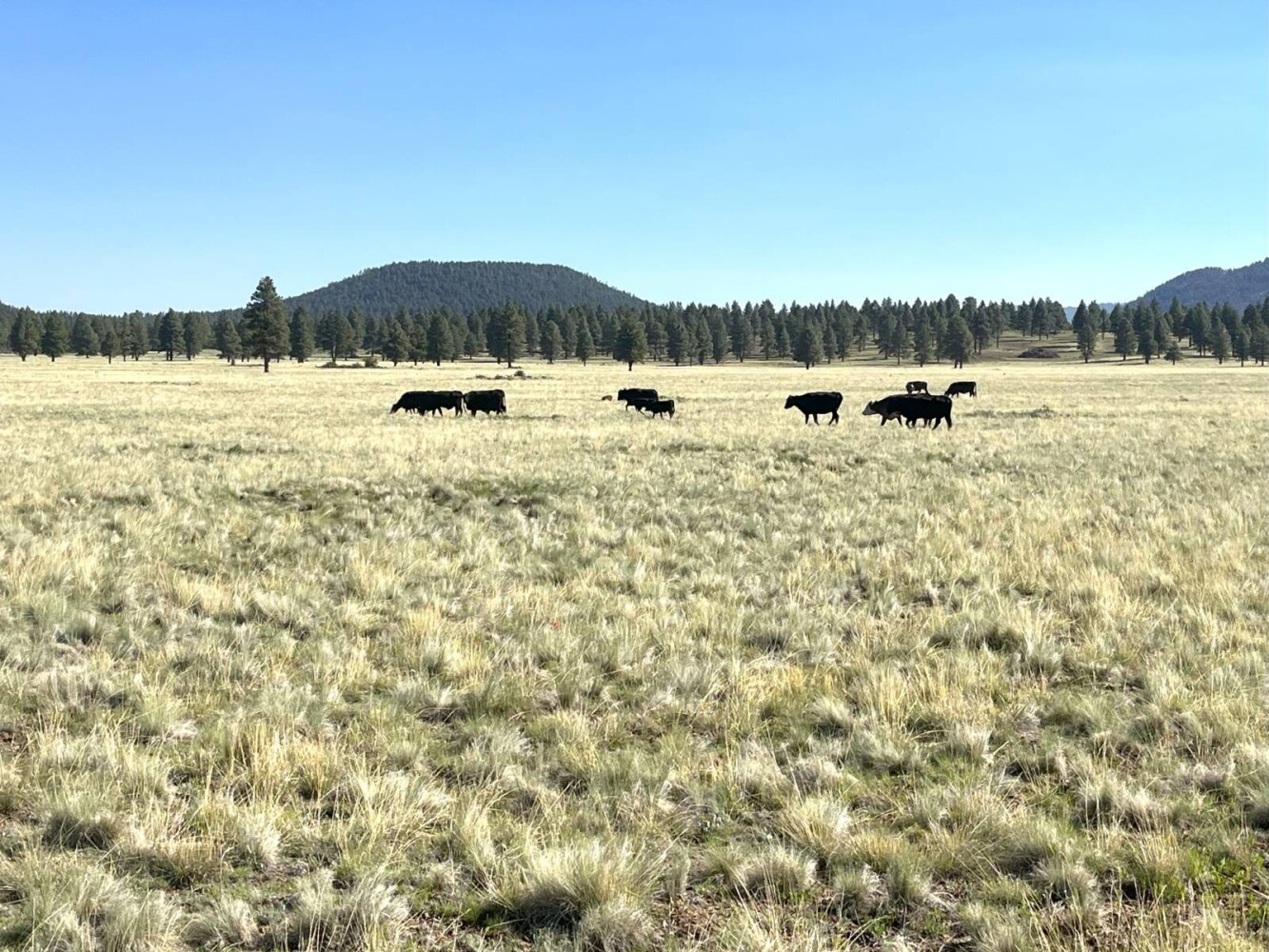 Land for Sale in Yavapai County, AZ (51 of 72)