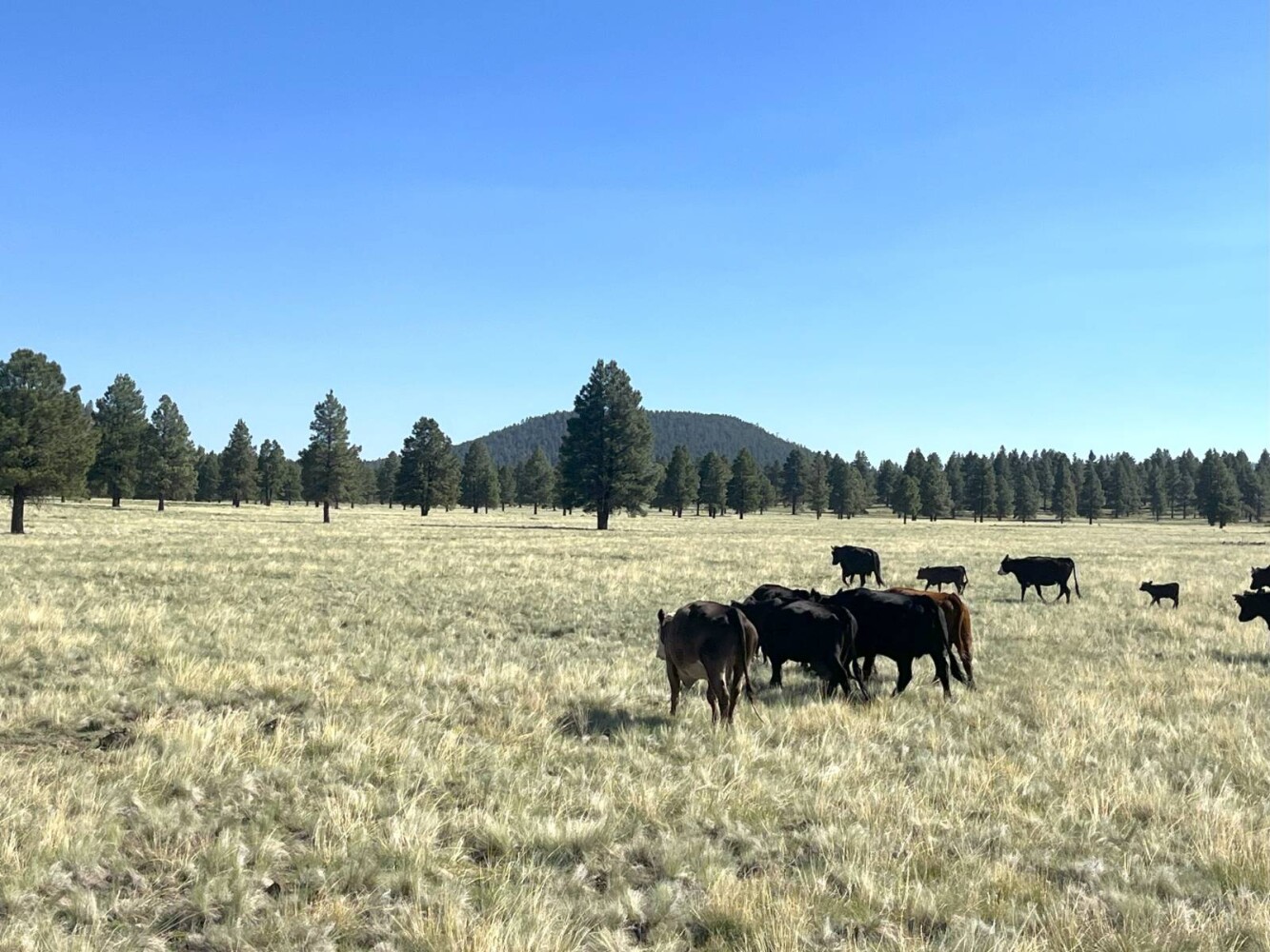 Land for Sale in Yavapai County, AZ (52 of 72)