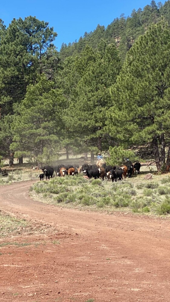 Land for Sale in Yavapai County, AZ (72 of 72)