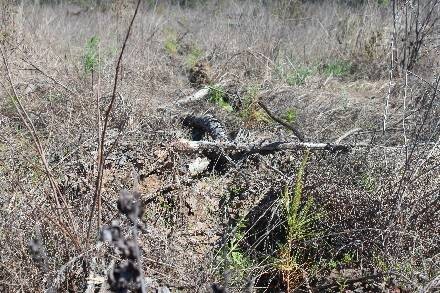 Land for Sale in Cass County, TX (2 of 46)