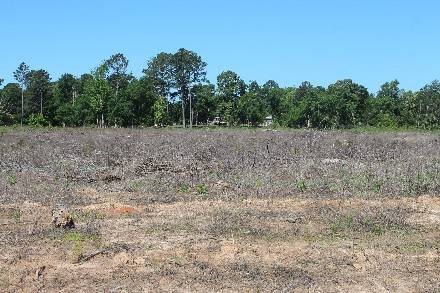 Land for Sale in Cass County, TX (3 of 46)