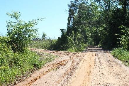 Land for Sale in Cass County, TX (6 of 46)