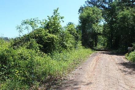 Land for Sale in Cass County, TX (7 of 46)