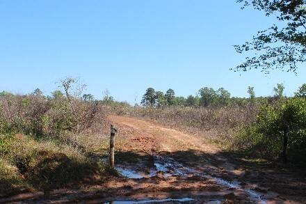 Land for Sale in Cass County, TX (8 of 46)