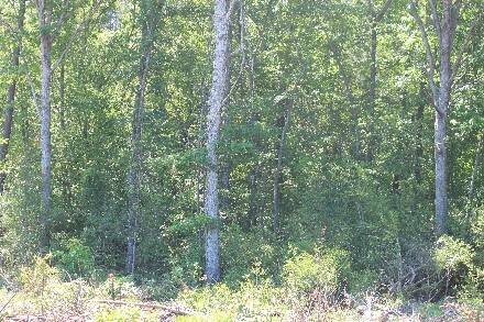 Land for Sale in Cass County, TX (12 of 46)