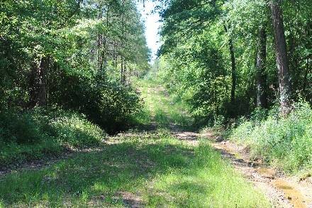 Land for Sale in Cass County, TX (13 of 46)