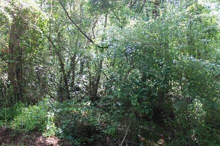 Land for Sale in Cass County, TX (16 of 46)