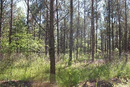 Land for Sale in Cass County, TX (17 of 46)