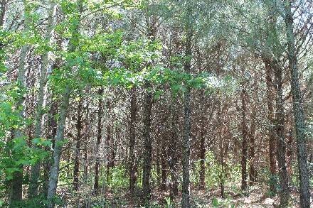 Land for Sale in Cass County, TX (18 of 46)