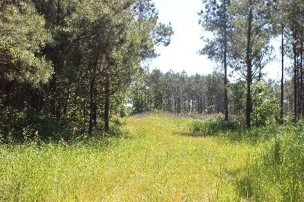 Land for Sale in Cass County, TX (20 of 46)