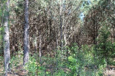 Land for Sale in Cass County, TX (21 of 46)
