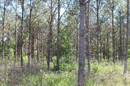 Land for Sale in Cass County, TX (22 of 46)