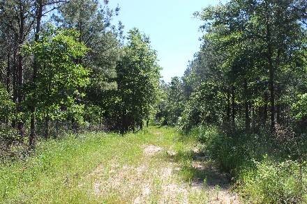 Land for Sale in Cass County, TX (23 of 46)