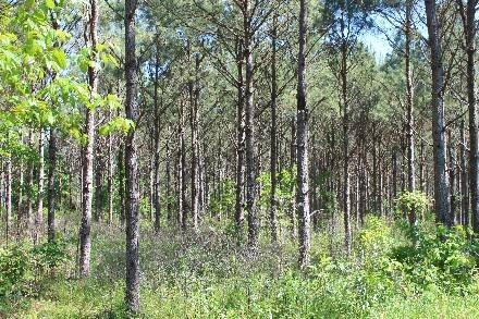 Land for Sale in Cass County, TX (24 of 46)