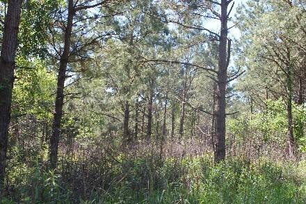 Land for Sale in Cass County, TX (25 of 46)