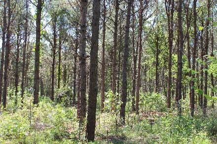 Land for Sale in Cass County, TX (26 of 46)