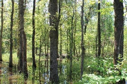 Land for Sale in Cass County, TX (28 of 46)
