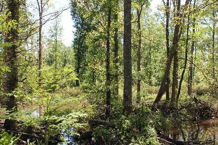 Land for Sale in Cass County, TX (29 of 46)