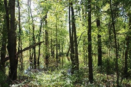 Land for Sale in Cass County, TX (30 of 46)