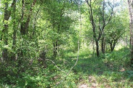 Land for Sale in Cass County, TX (31 of 46)