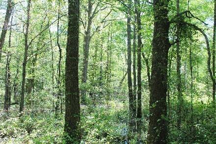Land for Sale in Cass County, TX (32 of 46)