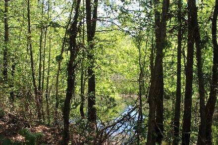 Land for Sale in Cass County, TX (33 of 46)