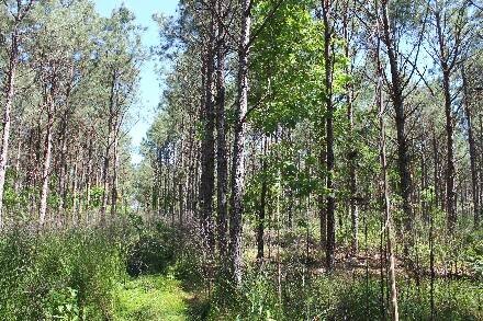 Land for Sale in Cass County, TX (34 of 46)