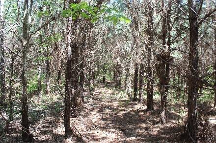 Land for Sale in Cass County, TX (35 of 46)