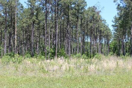 Land for Sale in Cass County, TX (38 of 46)