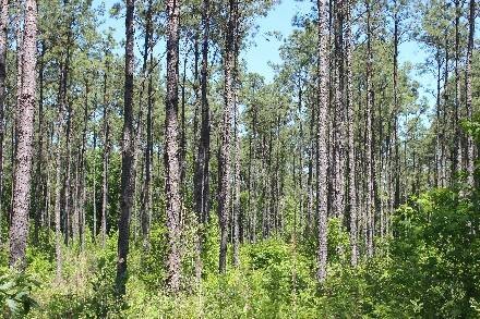 Land for Sale in Cass County, TX (41 of 46)