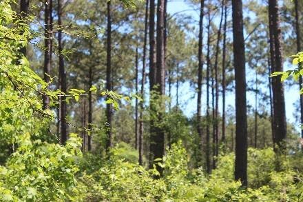 Land for Sale in Cass County, TX (42 of 46)