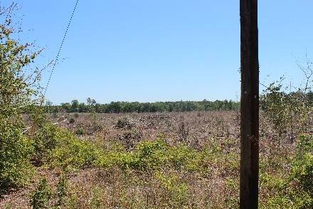 Land for Sale in Cass County, TX (44 of 46)