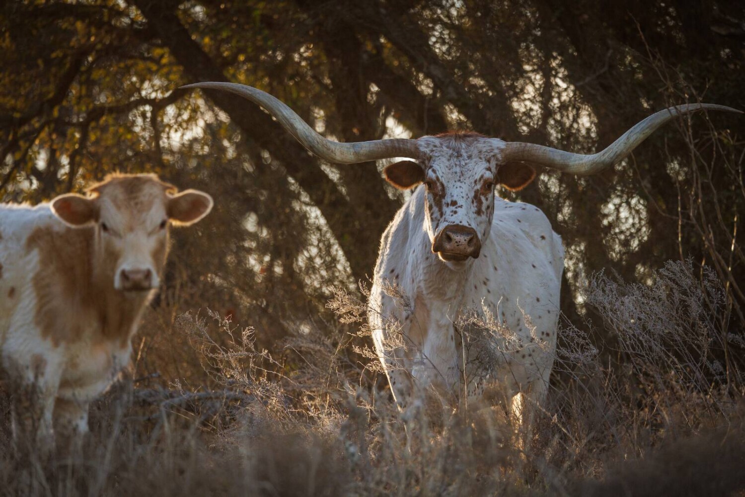 Land for Sale in Callahan County, TX (12 of 94)