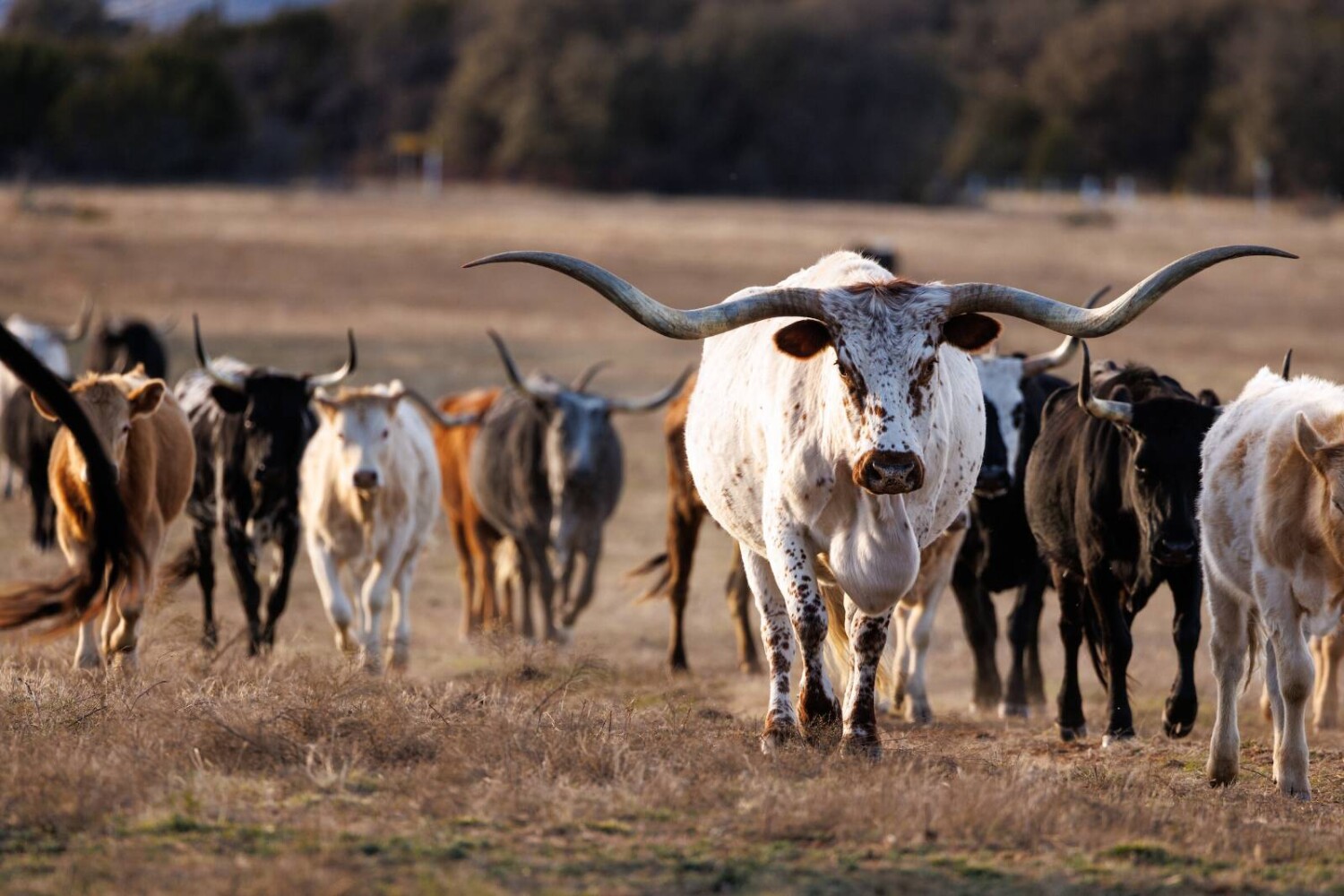 Land for Sale in Callahan County, TX (52 of 94)