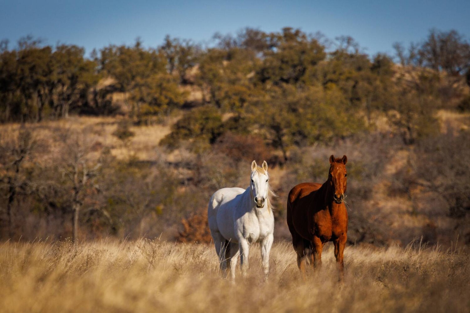 Land for Sale in Callahan County, TX (83 of 94)
