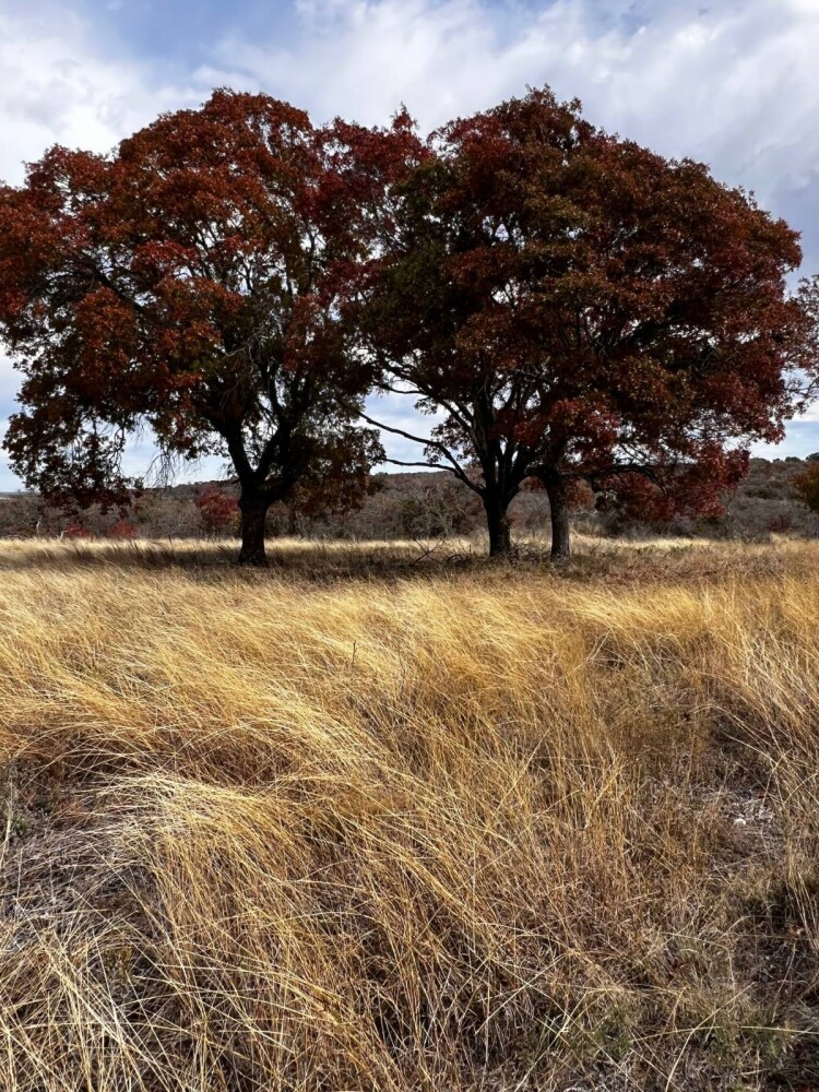 Land for Sale in Hamilton County, TX (1 of 26)