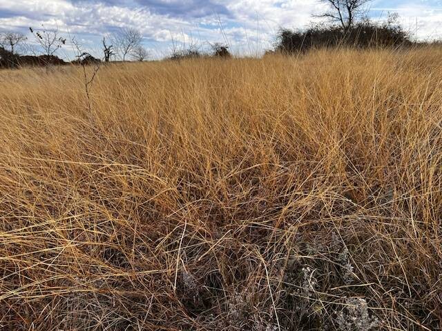 Land for Sale in Hamilton County, TX (18 of 26)