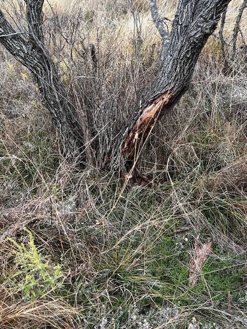 Land for Sale in Hamilton County, TX (19 of 26)