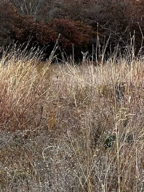 Land for Sale in Hamilton County, TX (20 of 26)