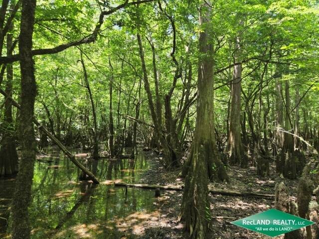 Land for Sale in Union Parish, LA (6 of 30)