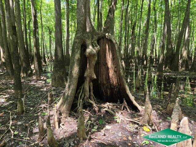 Land for Sale in Union Parish, LA (23 of 30)