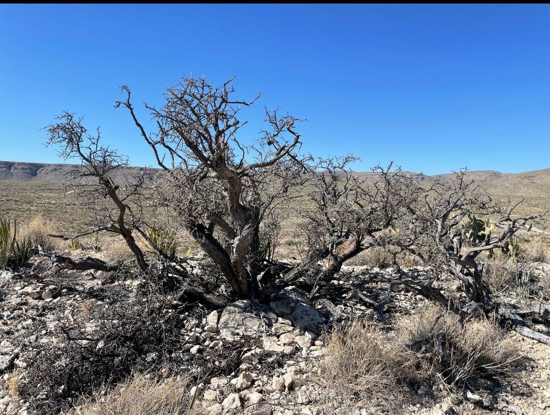 Land for Sale in Brewster County, TX (22 of 66)