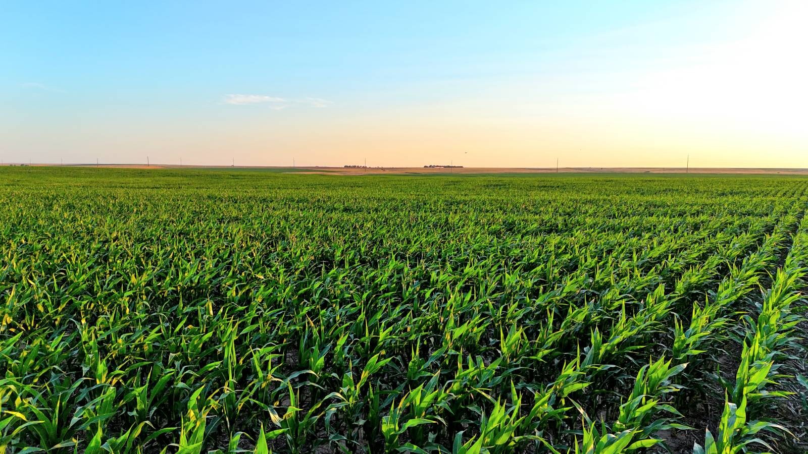 Land for Sale in Pawnee County, KS (2 of 55)